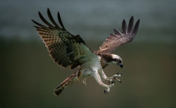 ToF Fotobehang vogel visarend