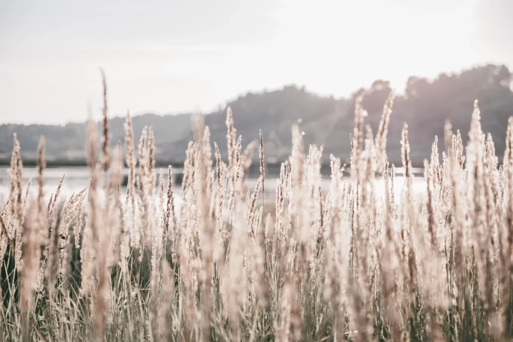 ToF Behang natuur pampagras in de herfst