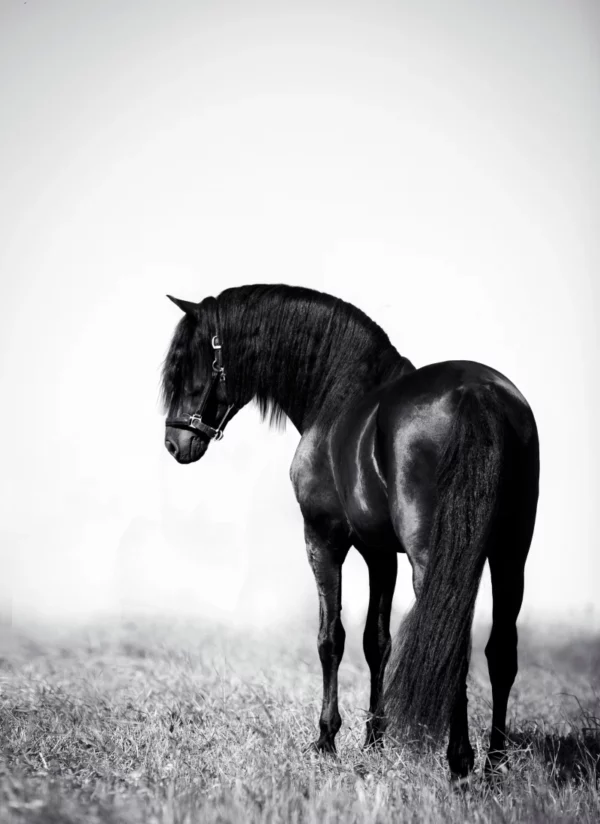 ToF Fotobehang zwart-wit zwart paard in weiland