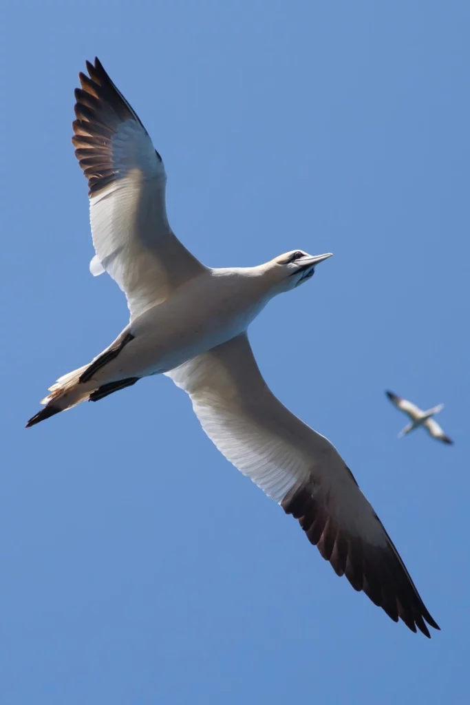 ToF Fotobehang vogels vliegende Jan-van-gent