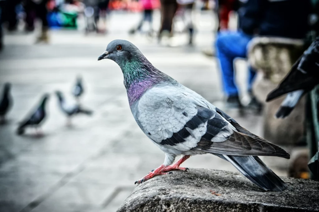 ToF Fotobehang met vogels een duif op straat