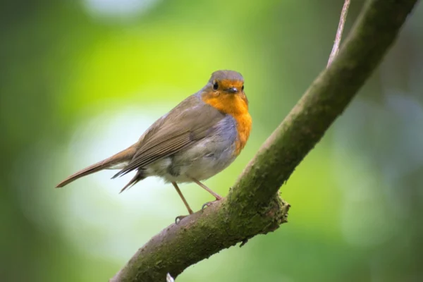 ToF Fotobehang vogels roodborstje op tak